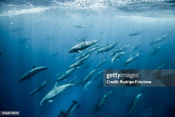 large group of bottlenose dolphins, seymour, galapagos, ecuador, south america - tuimelaar stockfoto's en -beelden