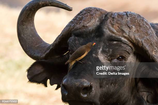african buffalo (syncerus caffer), with yellow-billed oxpecker (buphagus africanus), looking for parasites, tsavo, kenya, africa - buphagus africanus stock pictures, royalty-free photos & images