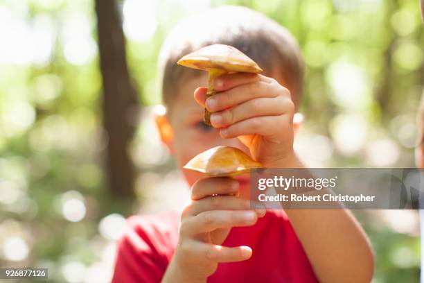 boy playing with mushrooms on sunny day in forest - banska bystrica stock-fotos und bilder