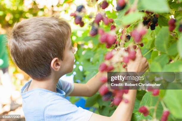 boy picking berries off tree - banska bystrica stock-fotos und bilder