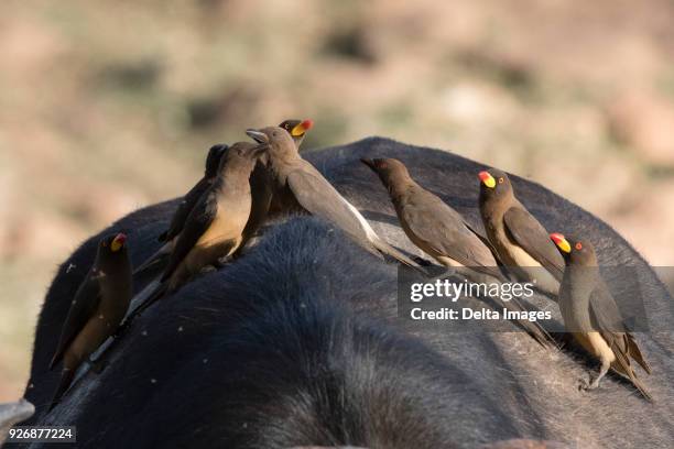 african buffalo (syncerus caffer), with yellow-billed oxpeckers (buphagus africanus), looking for parasites, tsavo, kenya, africa - yellow billed oxpecker stock pictures, royalty-free photos & images