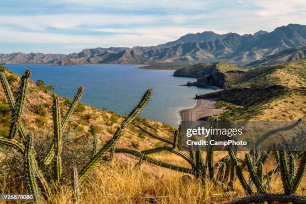 versteckten bucht baja - cactus landscape stock-fotos und bilder