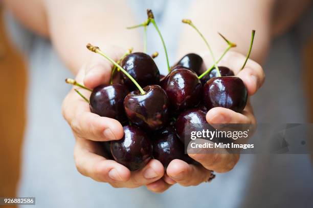 a womans hands holding a bunch of dark red cherries. - cerise photos et images de collection