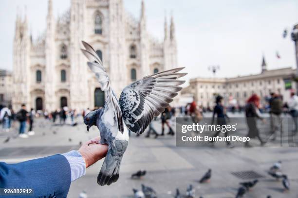 man feeding pigeon on hand in square, personal perspective, milan, lombardy, italy - daily life at duomo square milan stockfoto's en -beelden