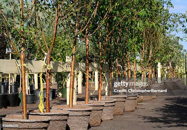 camera dei bambini - centro-per-il-giardinaggio foto e immagini stock