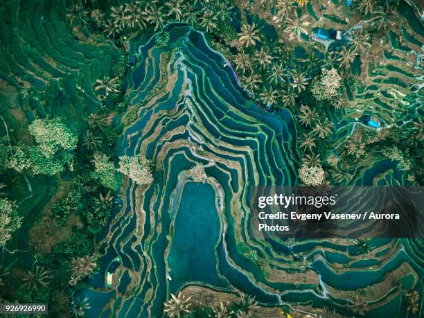 aerial view of rice terraces, tegallalang, bali, indonesia - reisterrasse stock-fotos und bilder