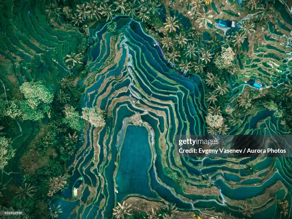 Aerial view of rice terraces, Tegallalang, Bali, Indonesia