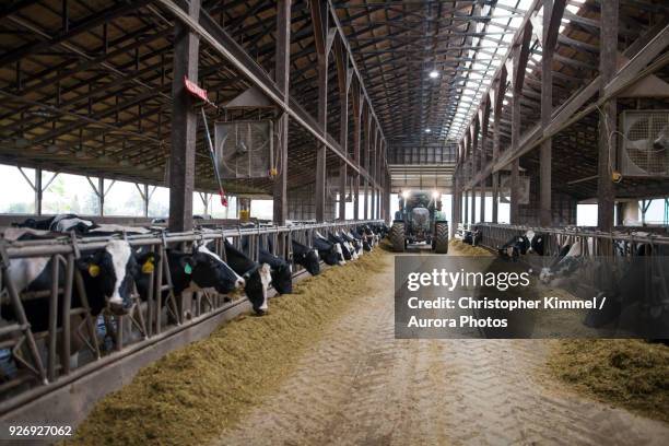 cows feeding at dairy farm, chilliwack, british columbia, canada - barn stock-fotos und bilder