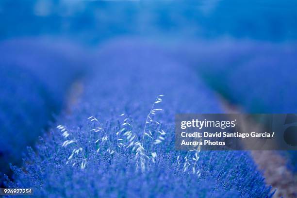 lavender plantation, brihuega, guadalajara province, castilla la mancha, spain - agricultura 個照片及圖片檔