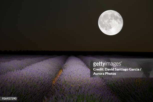 night scene with moon in lavender field of brihuega, guadalajara, castilla la mancha, spain - cultivo stock pictures, royalty-free photos & images