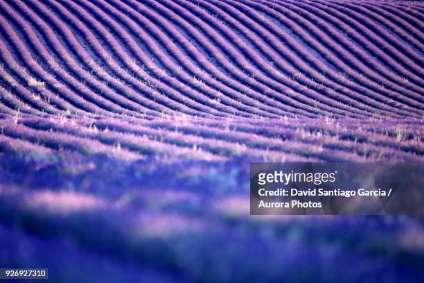lavender plantation, brihuega, guadalajara province, castilla la mancha, spain - cultivo stockfoto's en -beelden