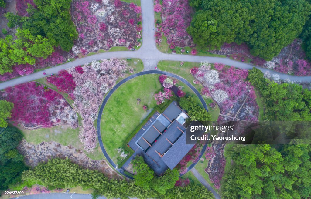 Aerial view of Plum blossom park in spring season,Shanghai,china