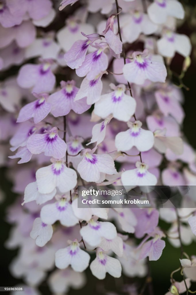 Orchid flower in summer;Thailand