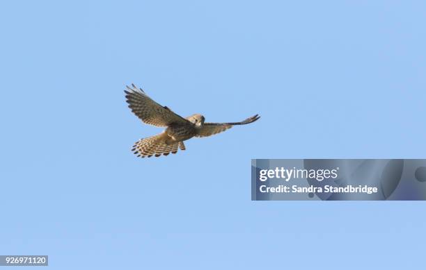 a stunning kestrel (falco tinnunculus) hovering in the blue sky. - cernícalo fotografías e imágenes de stock