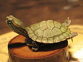 Red-ear slider turtle sticking out his feet