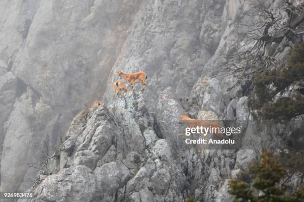 Capra aegagrus are seen as they leap among rocks of the Tourus Mountains, in Antalya, Turkey on March 03, 2018. They are on the Red List of...