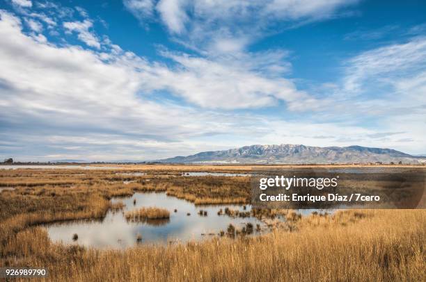 wetlands at the ebro delta - ebro delta stock pictures, royalty-free photos & images