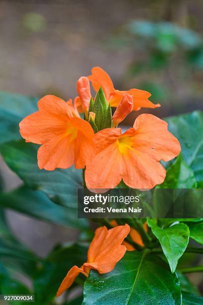 crossandra infundibuliformis/firecracker flower/kanakambara - acanthaceae stock pictures, royalty-free photos & images