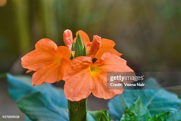 crossandra infundibuliformis/firecracker flower/kanakambara - acanthaceae stock pictures, royalty-free photos & images