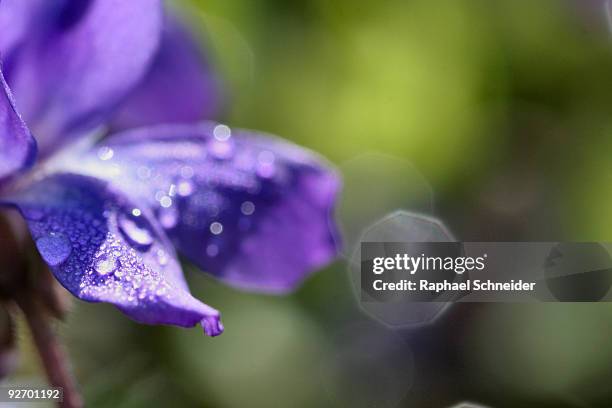 sweet violet in morning dew - viola odorata stock pictures, royalty-free photos & images