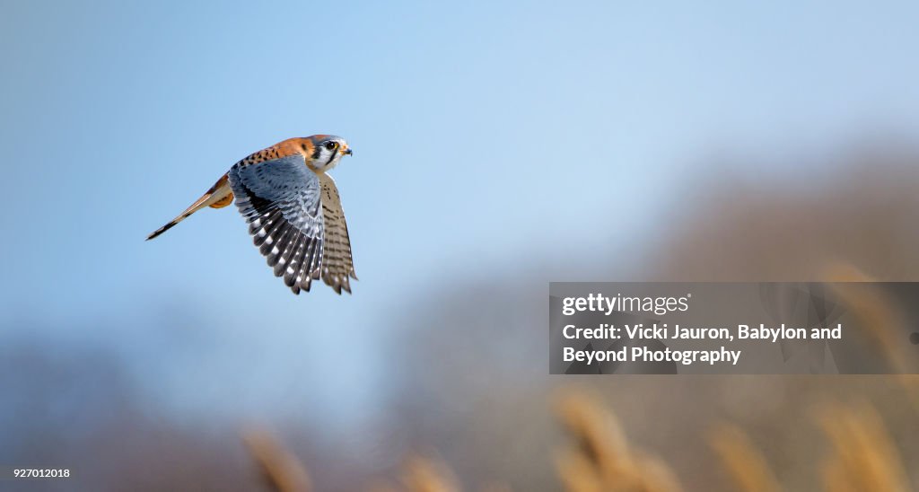 American Kestrel Falcon Against Blue Sky in Brooklyn, NY.