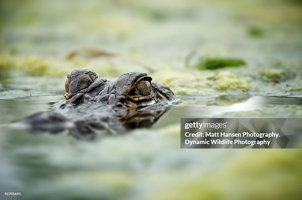 Close up of American Alligator face