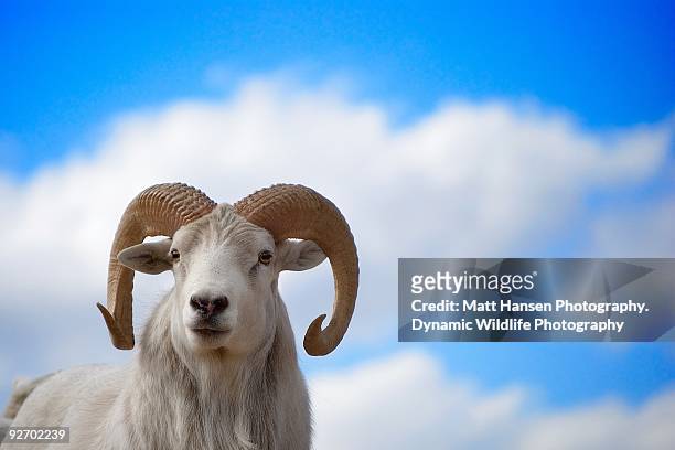 ram portrait - ram stock pictures, royalty-free photos & images