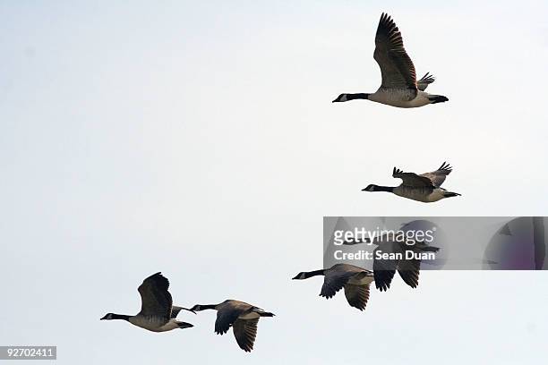 canadian geese - kunstflug stock-fotos und bilder