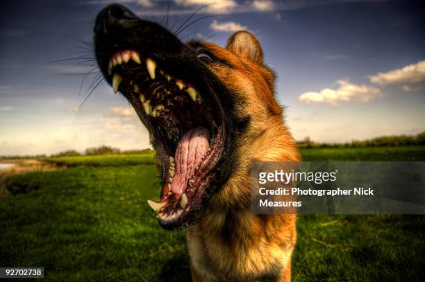say ahhhhh!! - german shepherd teeth stock pictures, royalty-free photos & images