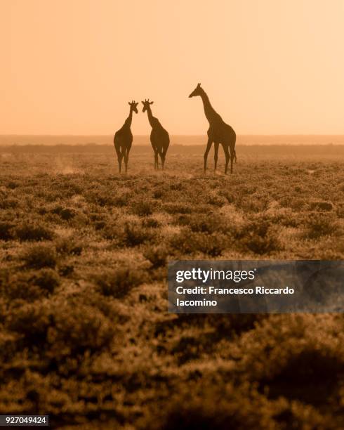 giraffes at sunset, etosha, namibia, africa - iacomino namibia stock pictures, royalty-free photos & images