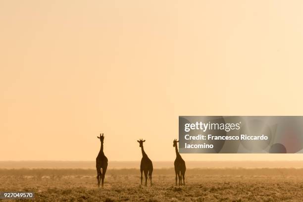 giraffes at sunset, etosha, namibia, africa - iacomino namibia stock pictures, royalty-free photos & images