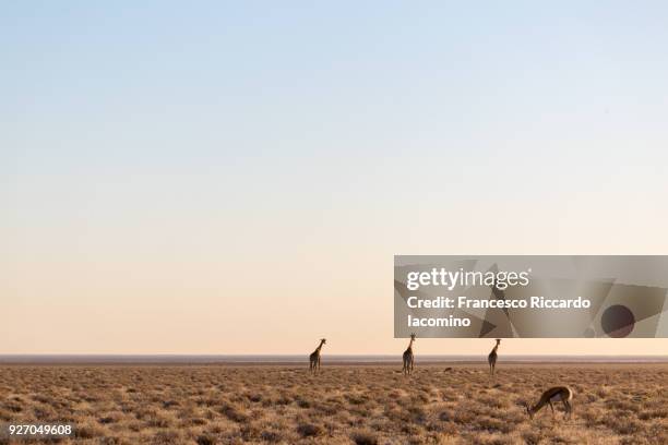 giraffes at sunset, etosha, namibia, africa - iacomino namibia stock-fotos und bilder