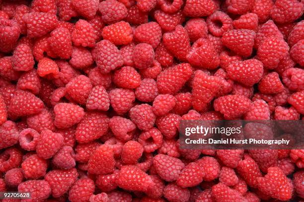 red raspberries - framboises photos et images de collection