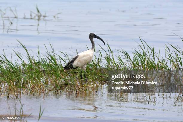 african sacred ibis (threskiornis aethiopicus) - lake victoria stock pictures, royalty-free photos & images