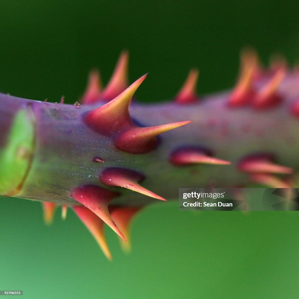 Rose stem with thorns