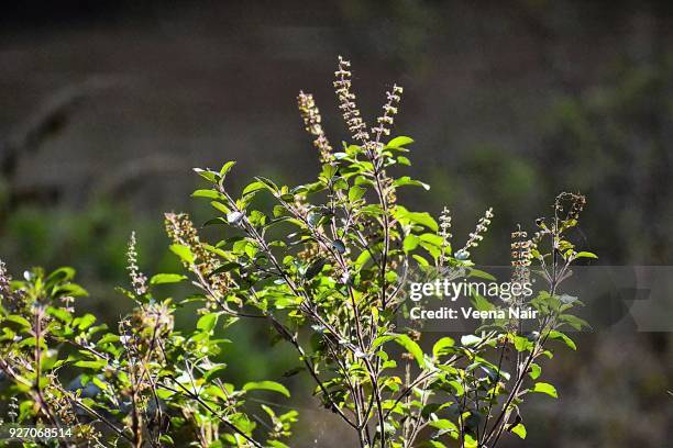 ocimum tenuiflorum/holy basil/tulsi - tulsi stock pictures, royalty-free photos & images