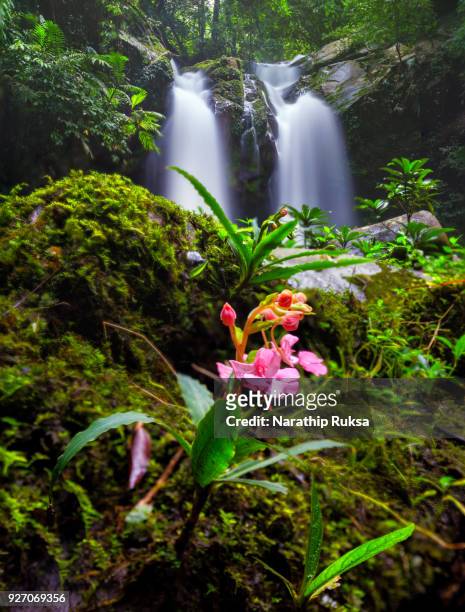 waterfall in the deep forest at phetchaboon province; thailand. water fall landscape concept. pink flower - phitsanulok province stock pictures, royalty-free photos & images