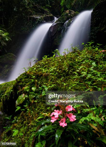 waterfall in the deep forest at phetchaboon province; thailand. water fall landscape concept. pink flower - phitsanulok province stock pictures, royalty-free photos & images