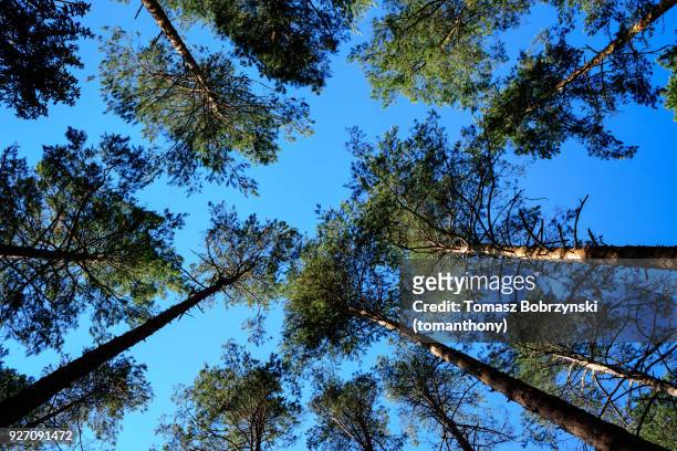 trees in bialowieza forest in north-eastern poland - bialowieza stock pictures, royalty-free photos & images