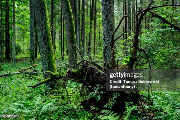 fallen tree in balowieza forest in north-eastern poland - bialowieza forest stockfoto's en -beelden