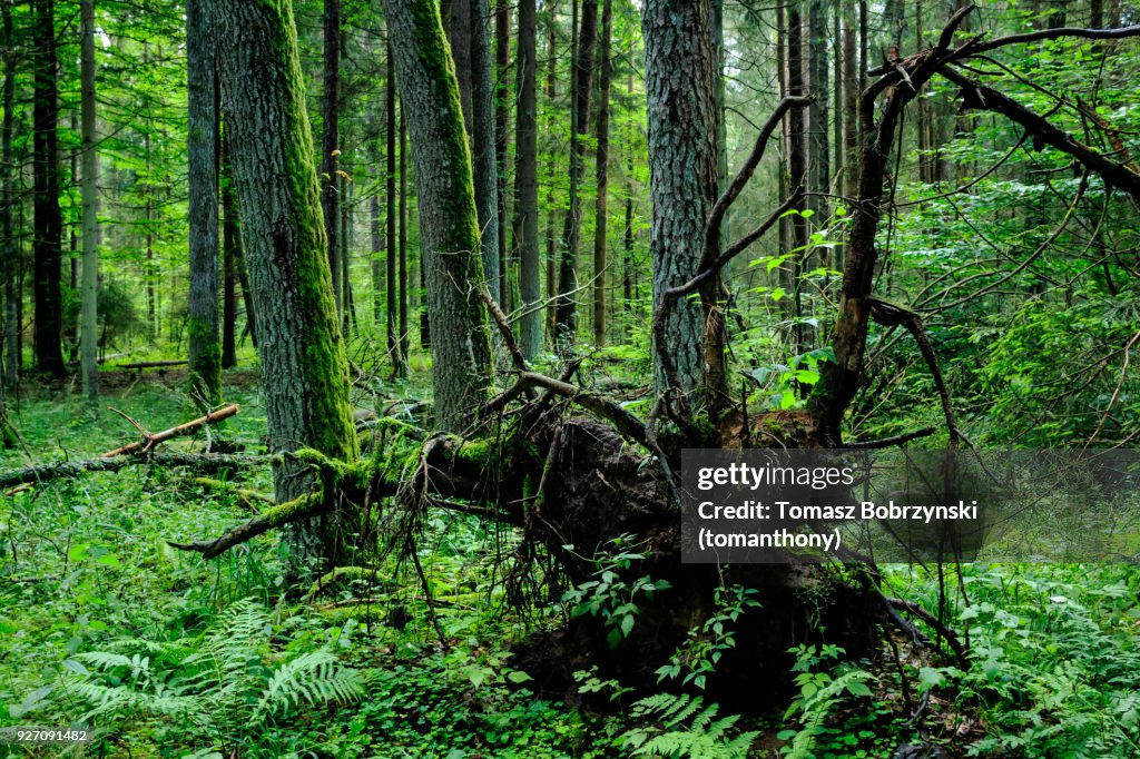 Fallen tree in Balowieza Forest in north-eastern Poland