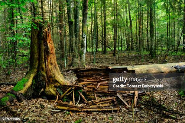 fallen tree in balowieza forest in north-eastern poland - fallen tree stock pictures, royalty-free photos & images