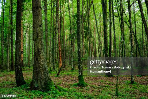 trees covered in moss and lichens in bialowieza forest, poland - bialowieza forest stock-fotos und bilder