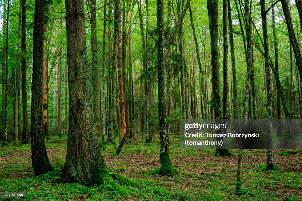 Trees covered in moss and lichens in Bialowieza Forest, Poland
