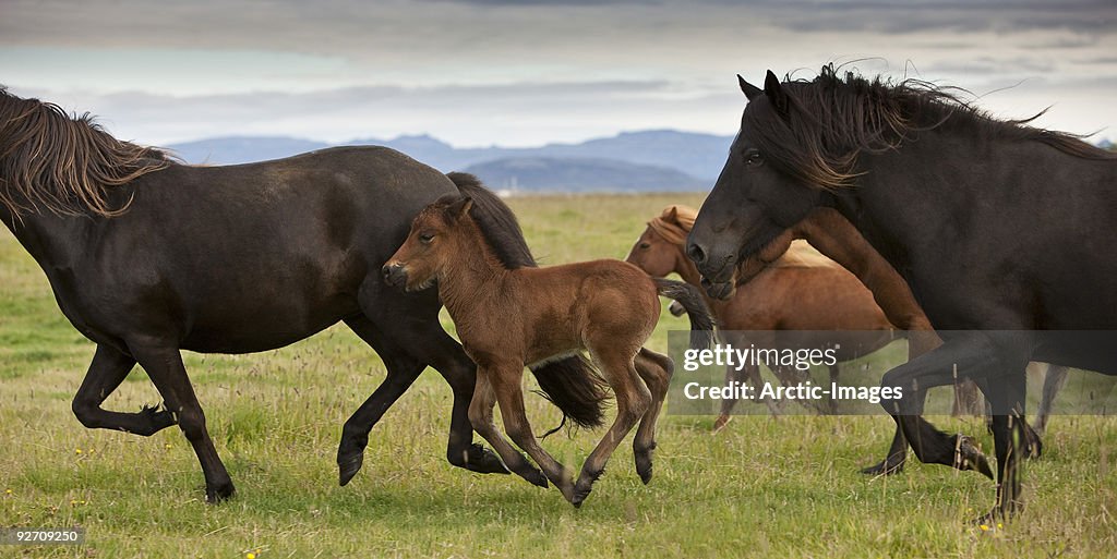  Icelandic horses 