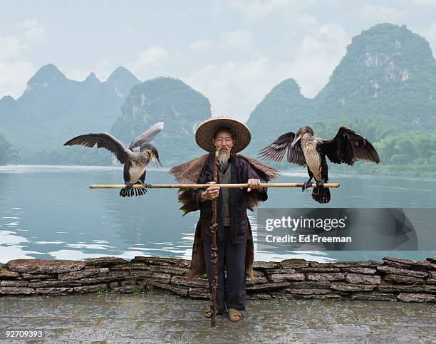 traditional chinese fisherman - bird portraits stock-fotos und bilder