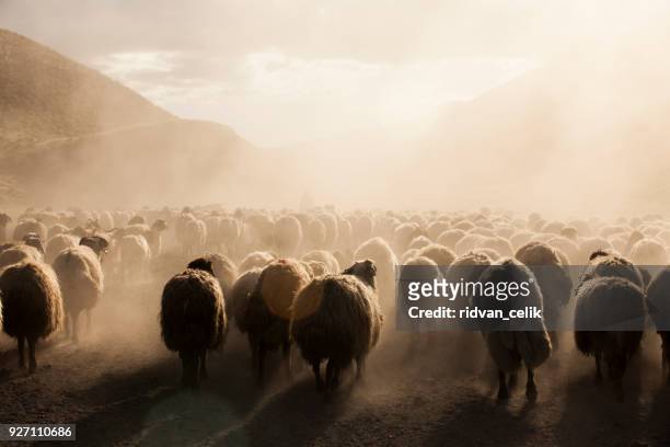un gregge di pecore - goat foto e immagini stock