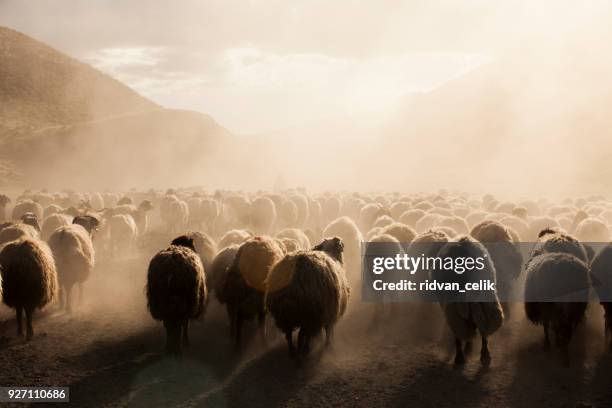 um rebanho de ovelhas - herder - fotografias e filmes do acervo