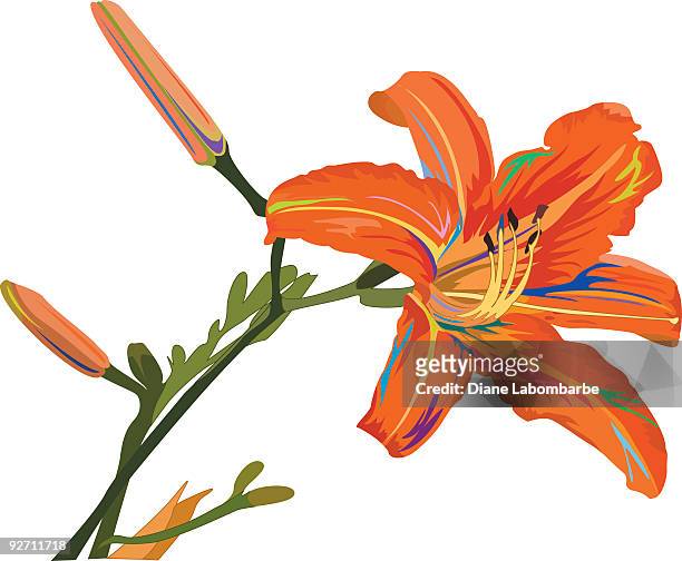 stockillustraties, clipart, cartoons en iconen met orange lily - tiger lily flower