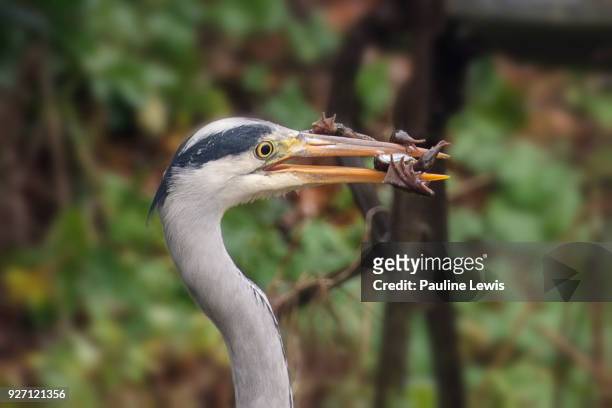 a heron eating a frog - lewis v hunt stock pictures, royalty-free photos & images